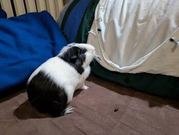 Rescue Guinea Pig Guinea Pigs for Adoption in Saint Paul, Minnesota - Gigi | PetCurious